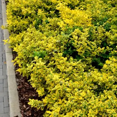 Når bunden er grøn, er alting grønt!